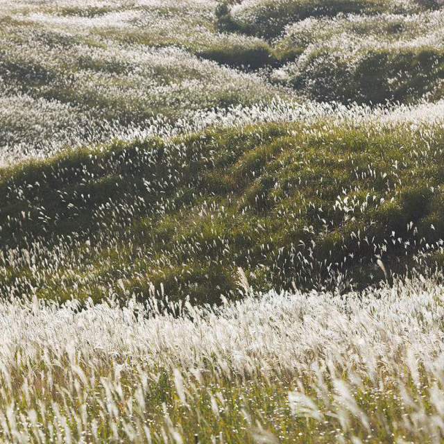 Chinese silvergrass seeds