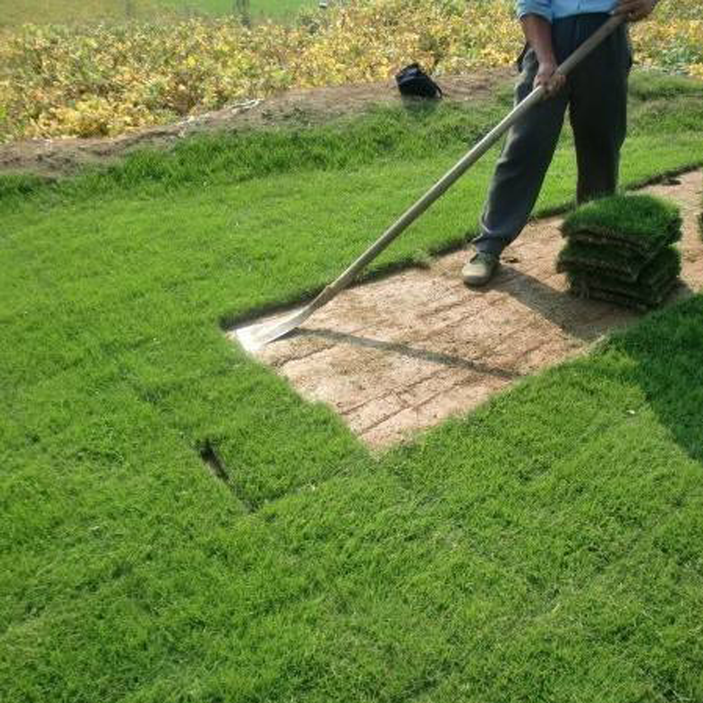 Bermuda grass seeds