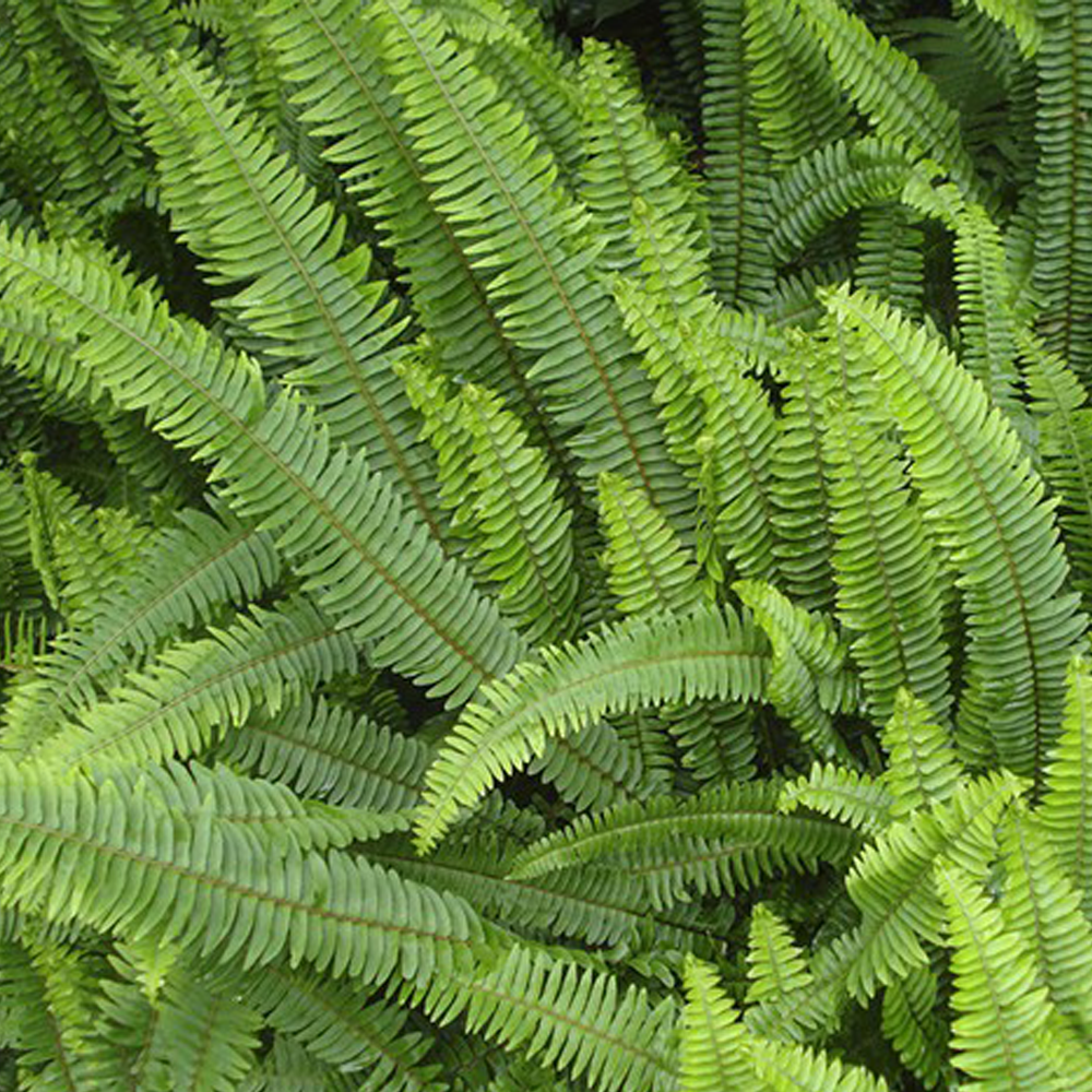 Pteris vittata seeds