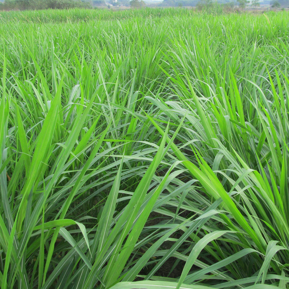ryegrass seeds