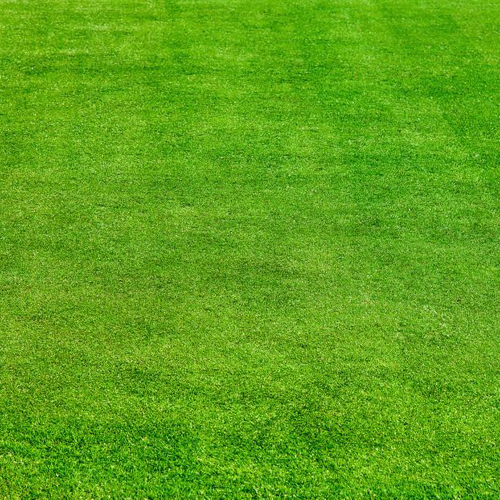 Tall Fescue seeds