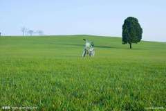 Mix lawn grass seeds