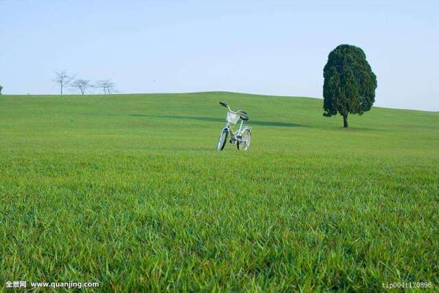 Mix lawn grass seeds