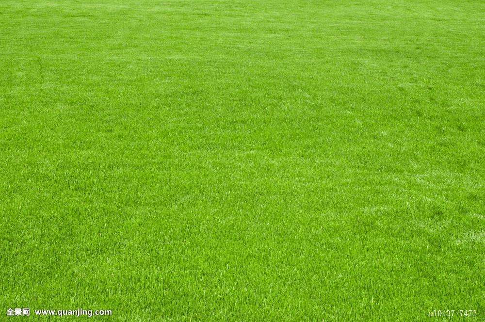Mix lawn grass seeds