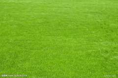 Mix lawn grass seeds