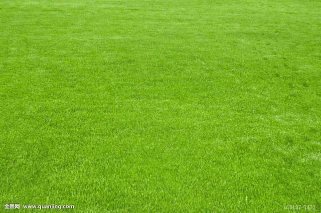 Mix lawn grass seeds