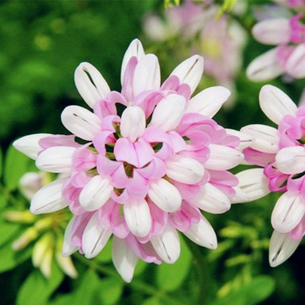 Crown Vetch seeds