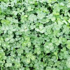 trifolium repens seeds/white clover seeds