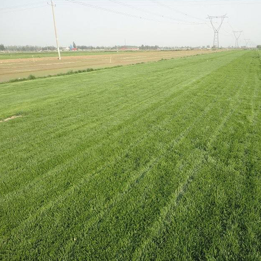 Hard Fescue seeds