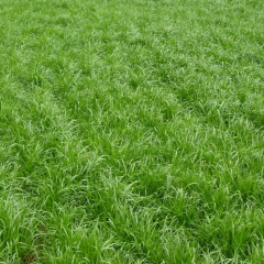 colonial bentgrass seeds