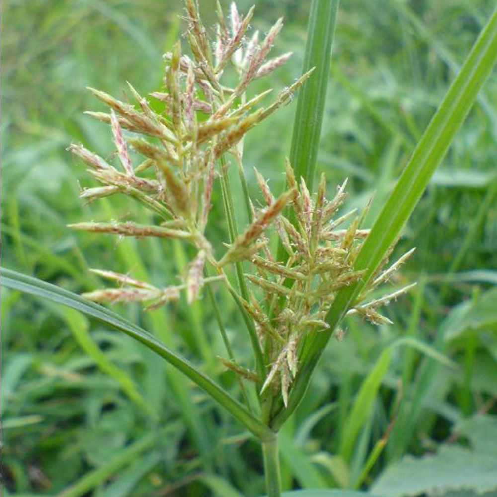 Alkaligrass seeds