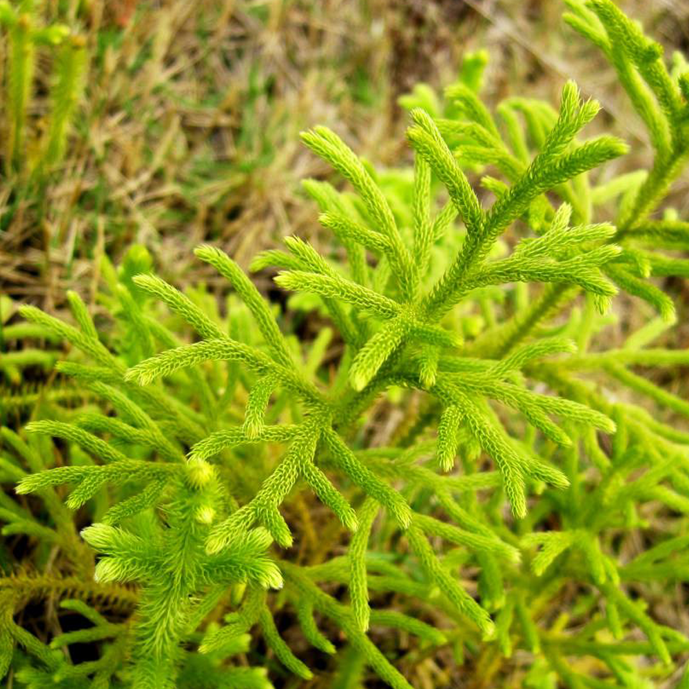 hairygrama seeds