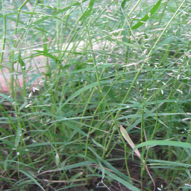 Eragrostis pilosa seeds