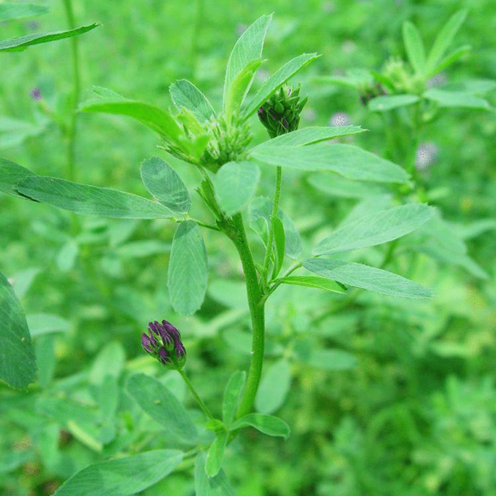 Trifolium pratense seeds/white clover seeds