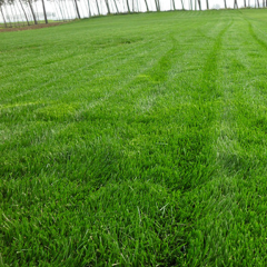 colonial bentgrass seeds