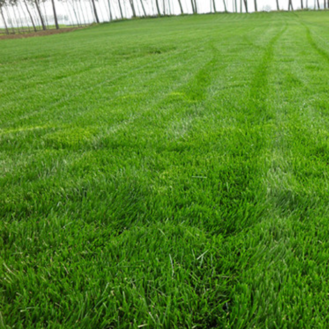 colonial bentgrass seeds