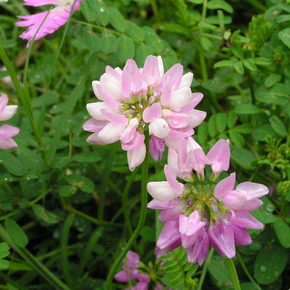 Crown Vetch seeds