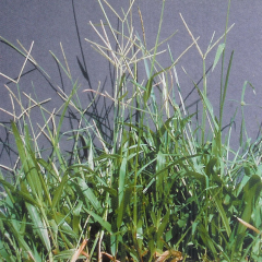 Stenotaphrum secundatum seeds