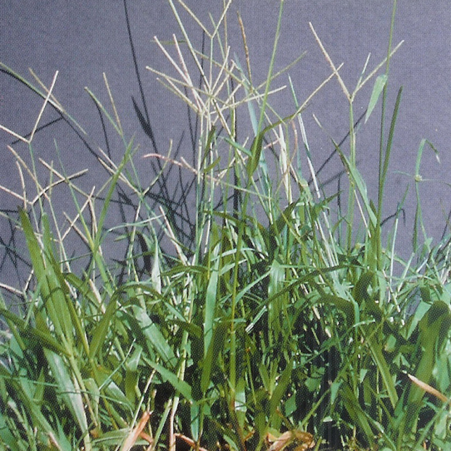 Stenotaphrum secundatum seeds