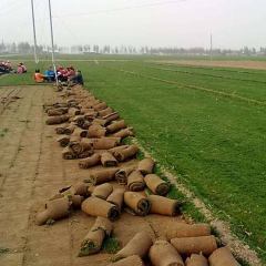 Agrostis stolonifera seeds