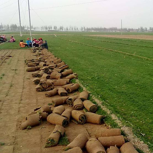 Agrostis stolonifera seeds