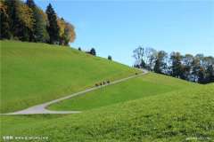 Mix lawn grass seeds