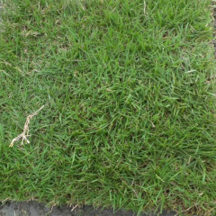 Agrostis stolonifera seeds