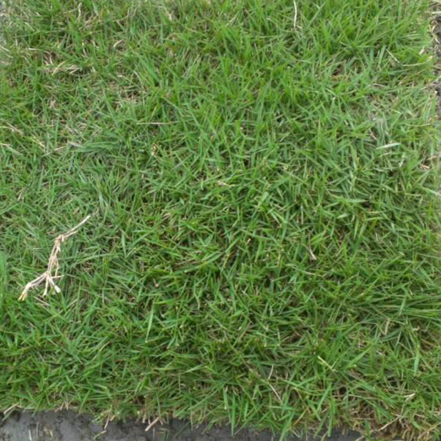 Agrostis stolonifera seeds