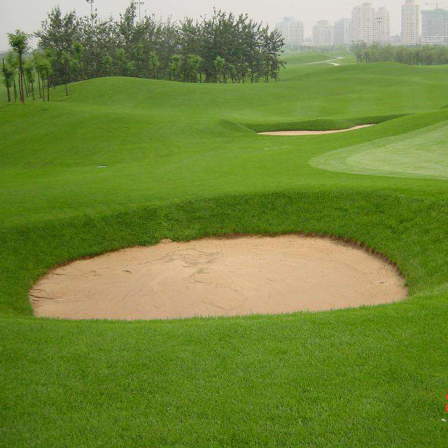 Agrostis stolonifera seeds