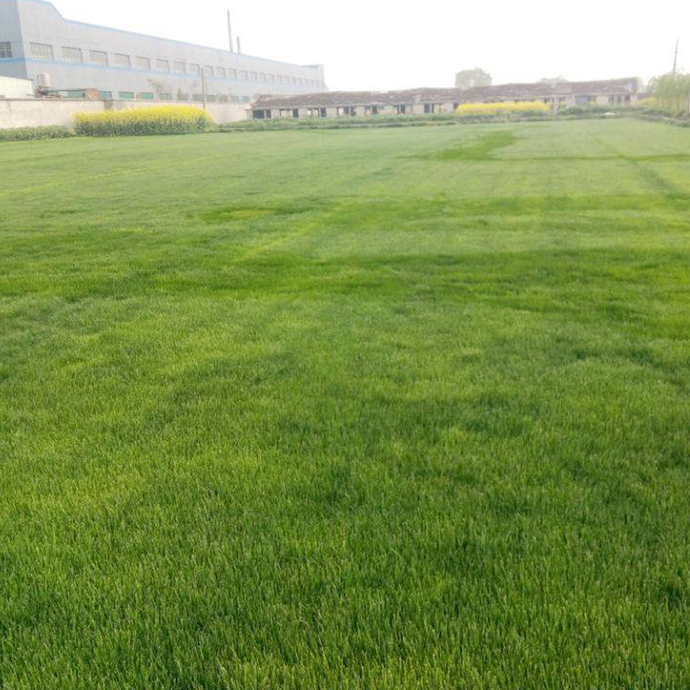 Tall Fescue seeds
