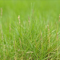 Paspalum notatum seeds
