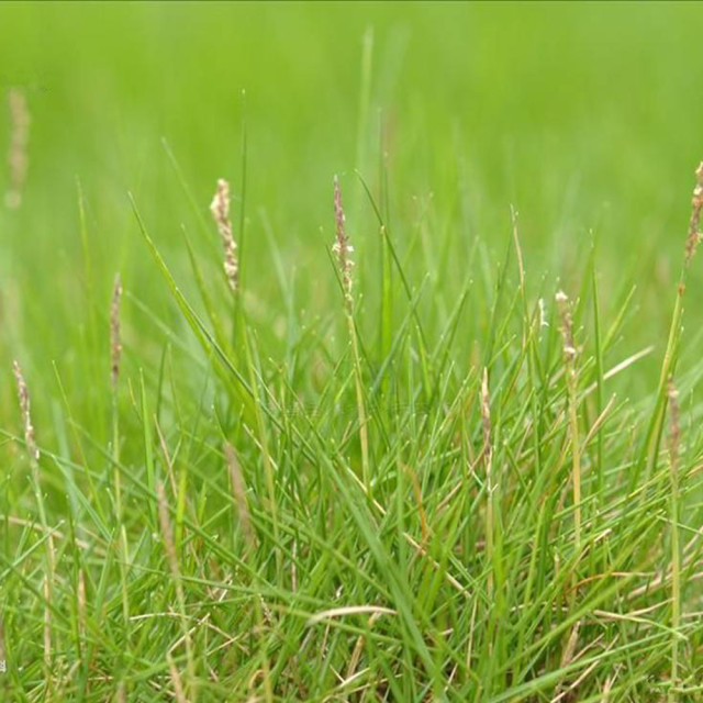 Paspalum notatum seeds