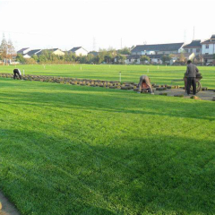 Agrostis stolonifera seeds