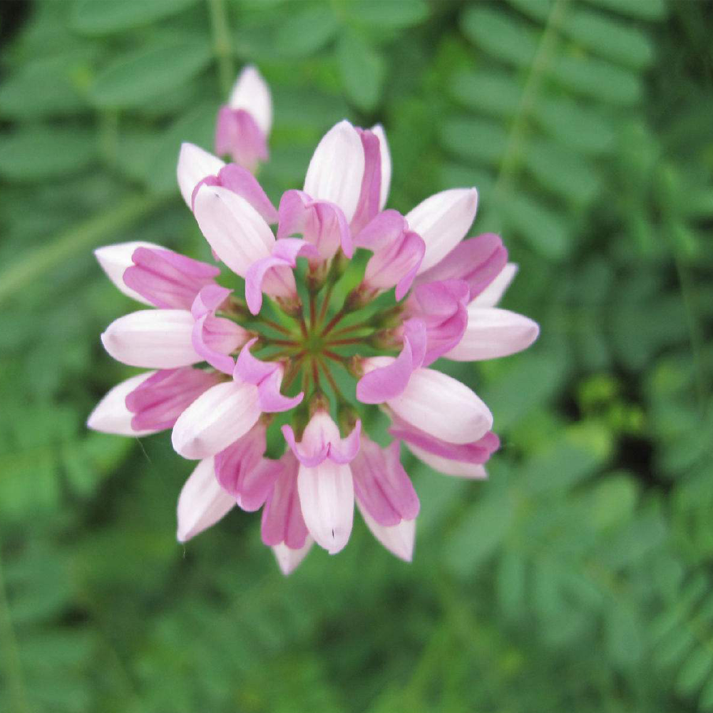 Crown Vetch seeds