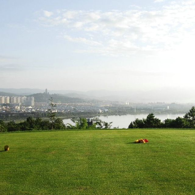 Paspalum notatum Flugge seeds