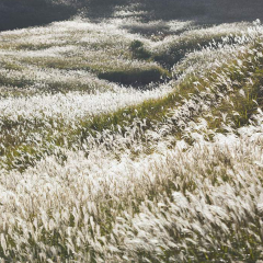 Chinese silvergrass seeds