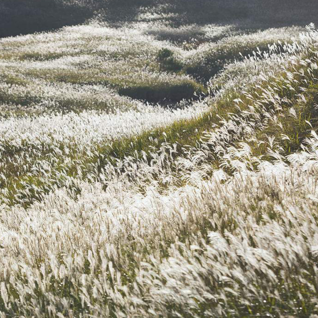 Chinese silvergrass seeds