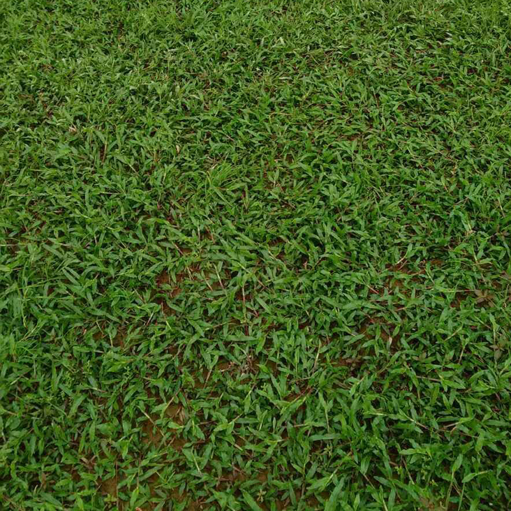 Axonopus compressus seeds