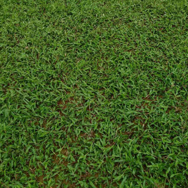 Axonopus compressus seeds