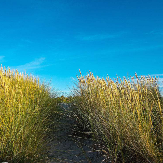 Elymus dahuricus seeds