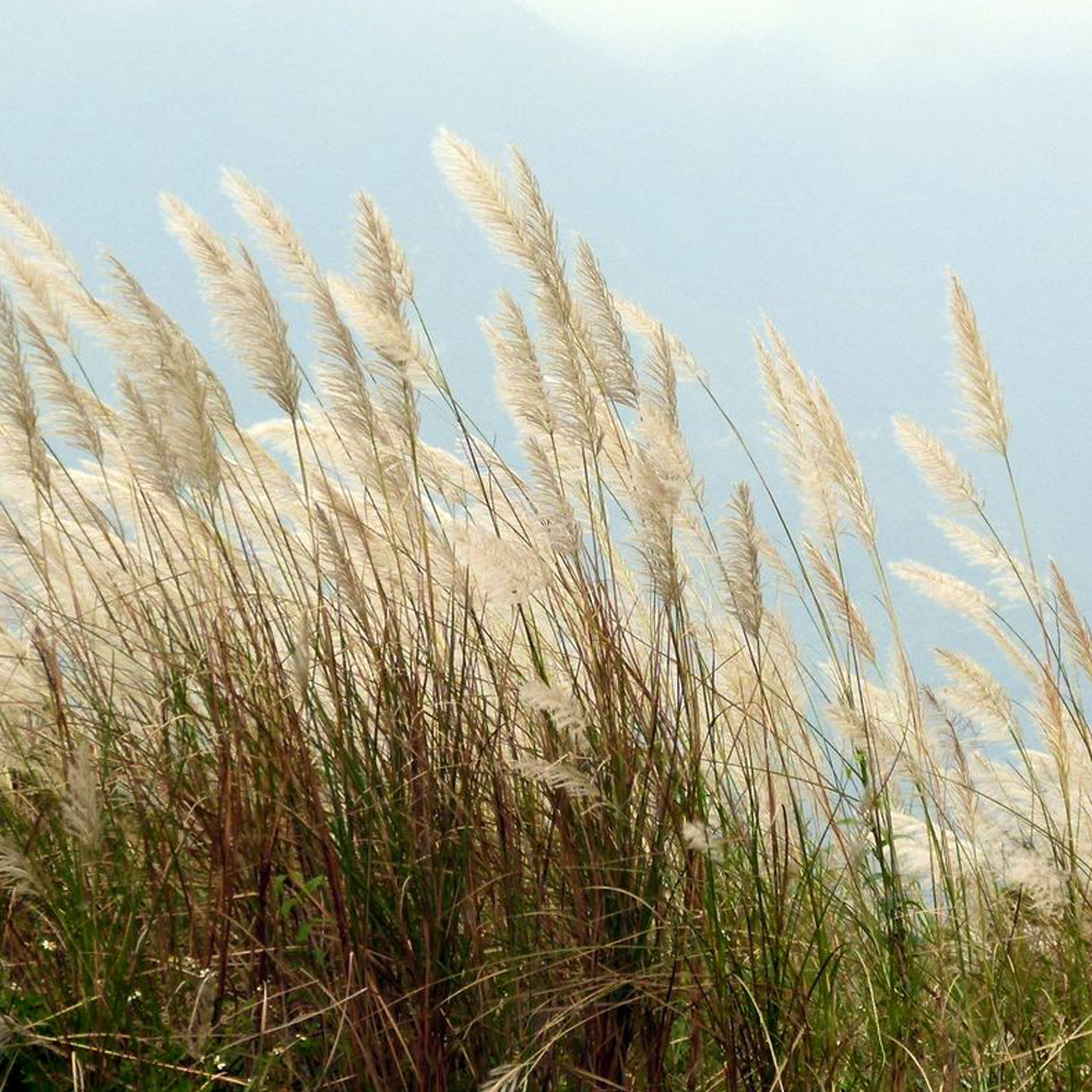 Chinese silvergrass seeds