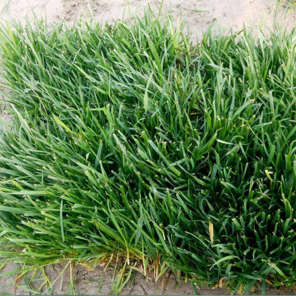 Tall Fescue seeds