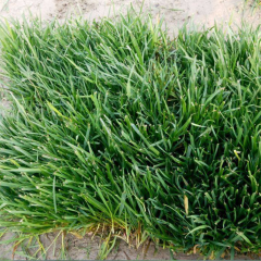 Tall Fescue seeds