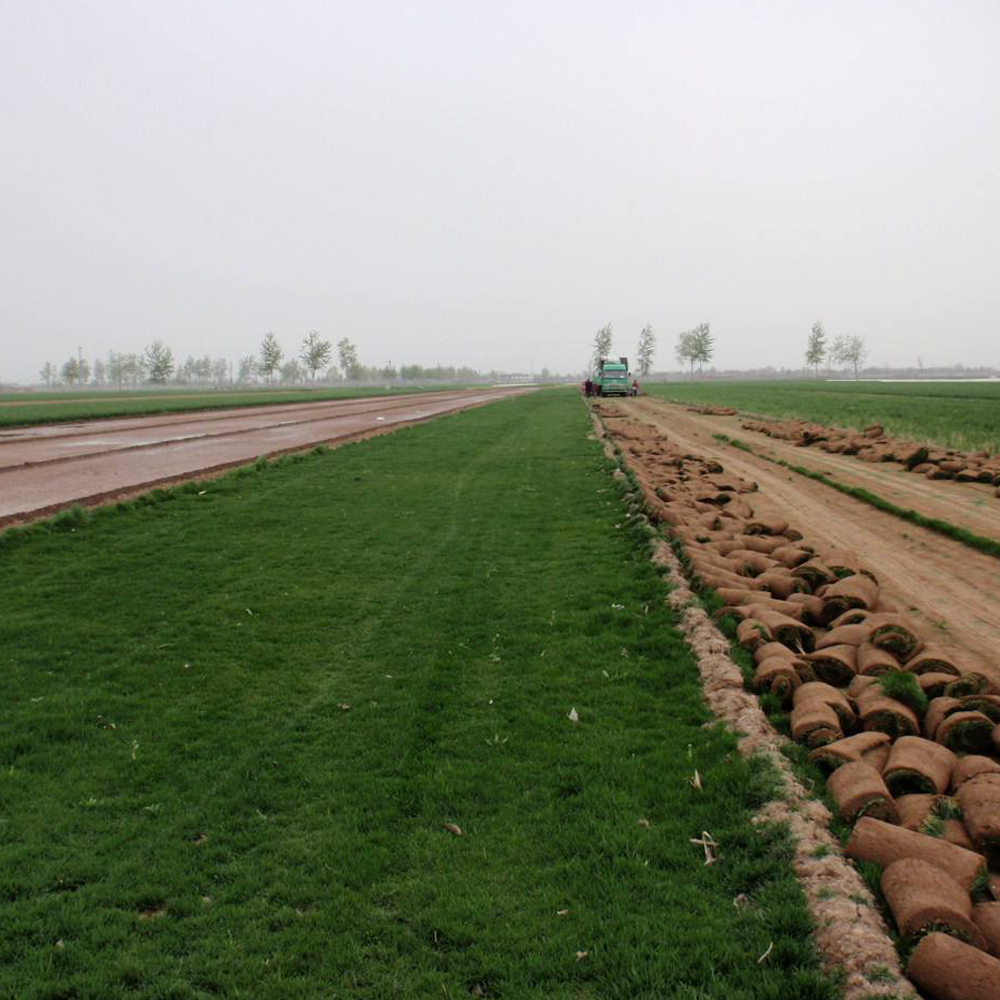 Poa annua seeds