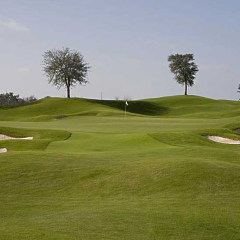 Paspalum notatum Flugge seeds