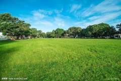 Mix lawn grass seeds