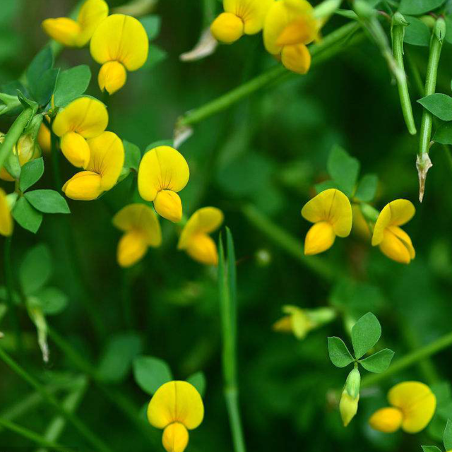 Lotus corniculatus seeds