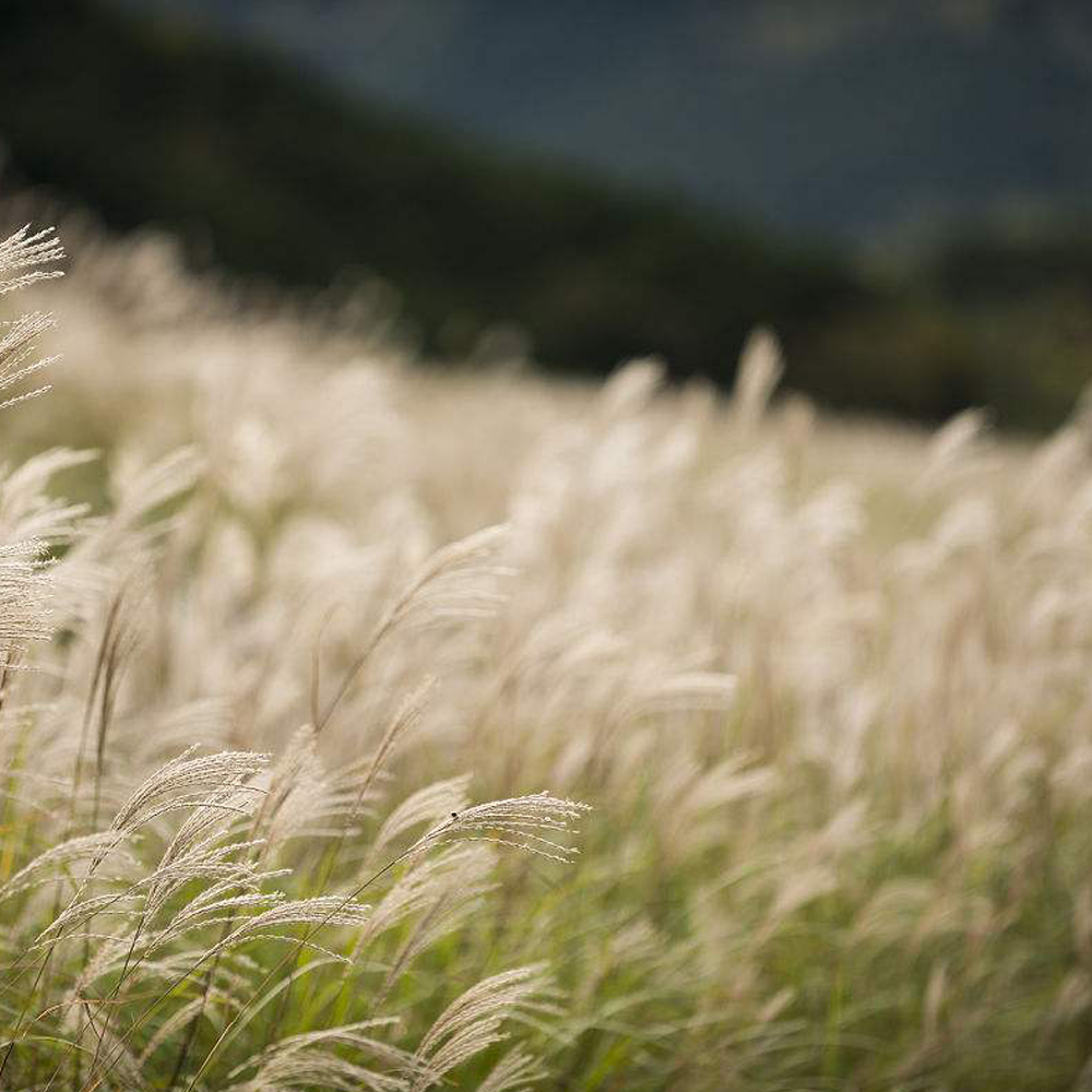 Chinese silvergrass seeds