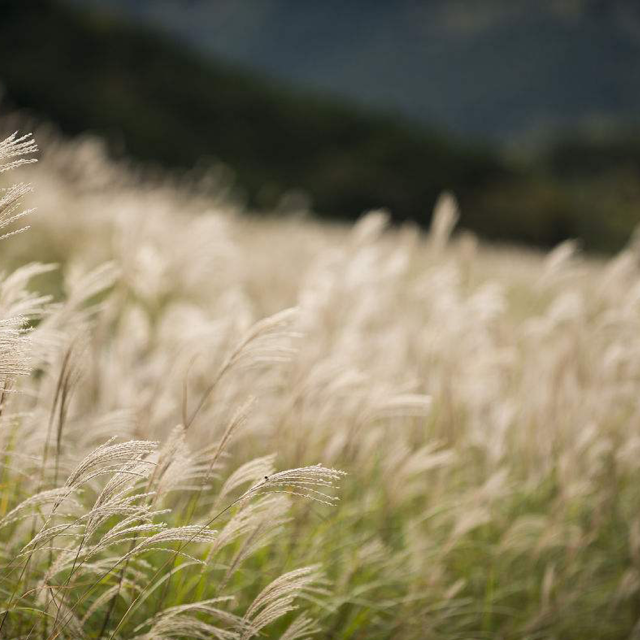 Chinese silvergrass seeds