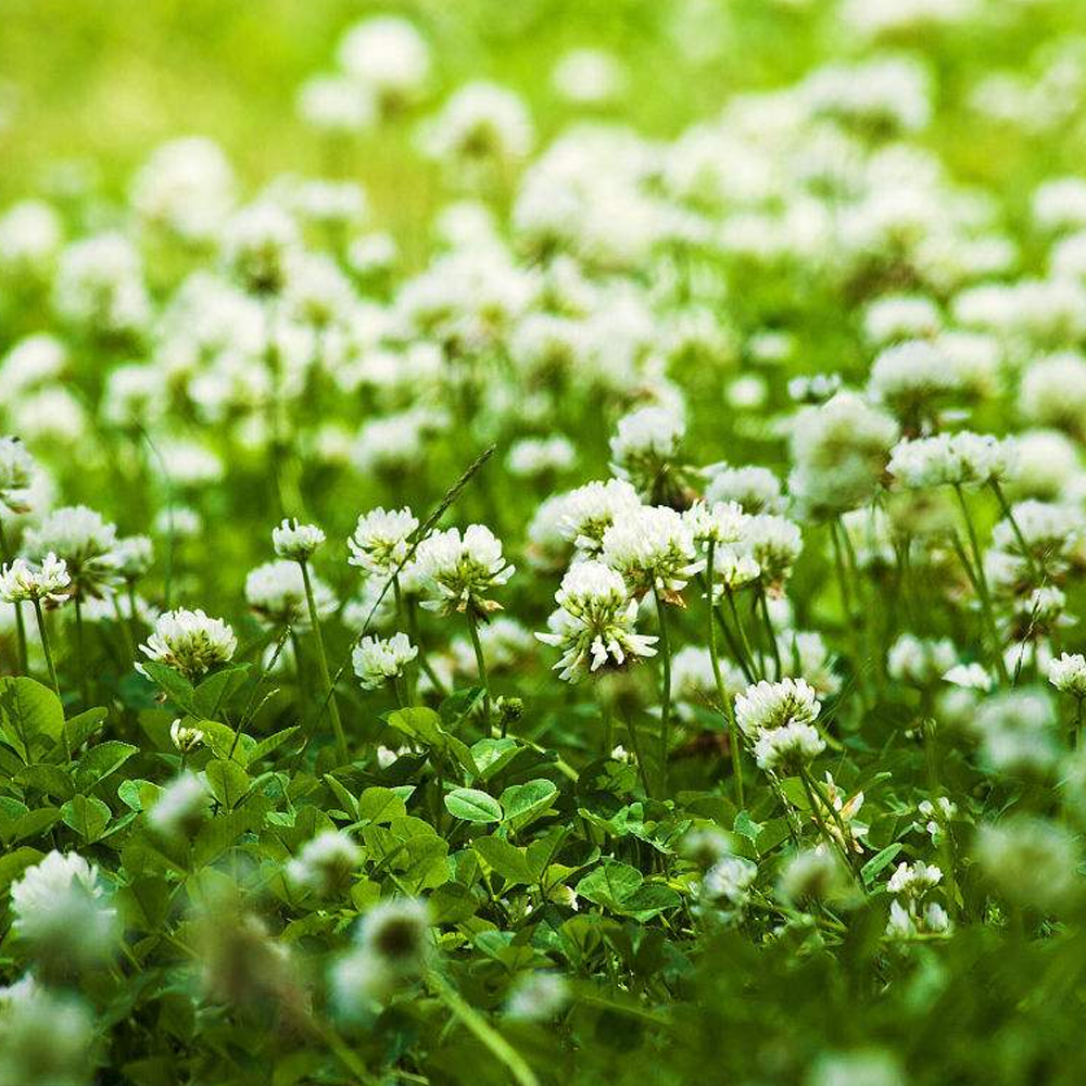 trifolium repens seeds/white clover seeds